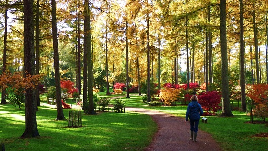 westonbir-arboretum-autumn