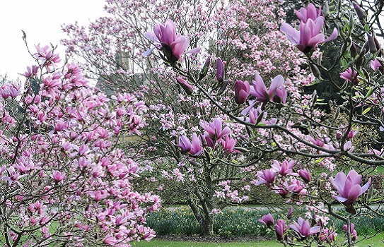 batsford-arboretum-spring