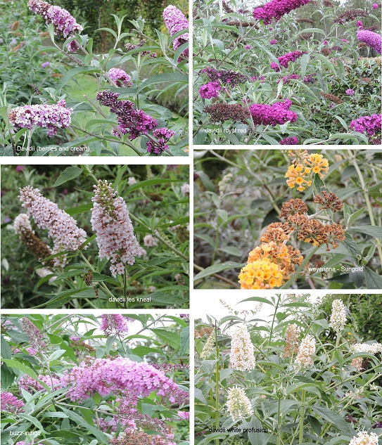 buddleias-news