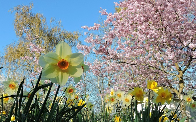 daffodils-spring-2025