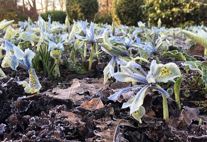 dunham-massey-winter-garden