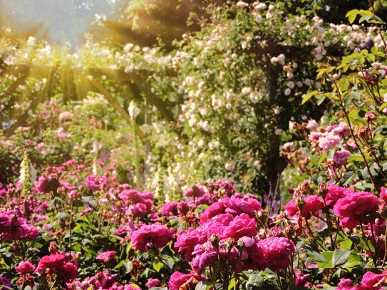 evening-at-mottisfont-garden