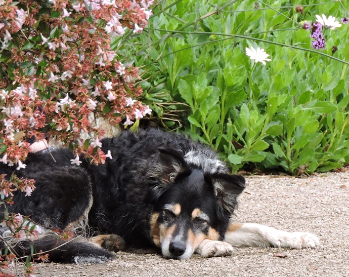 is great dixter dog friendly