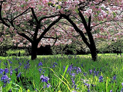 westonbirt-arboretum