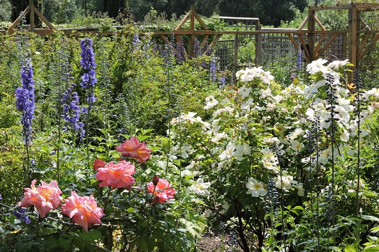 mannington-hall-rose-garden