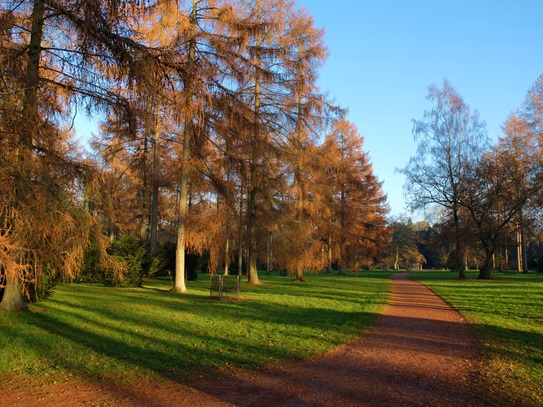 westonbirt-arboretum-winter