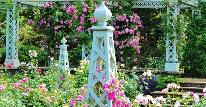 beautiful-bodnant-rose