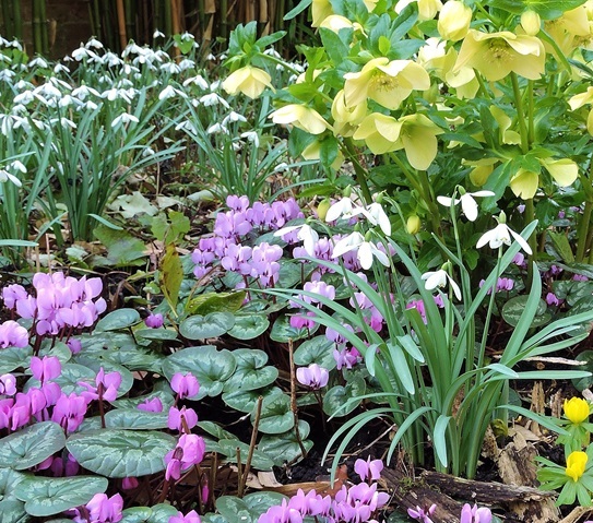 batsford-snowdrops-2025