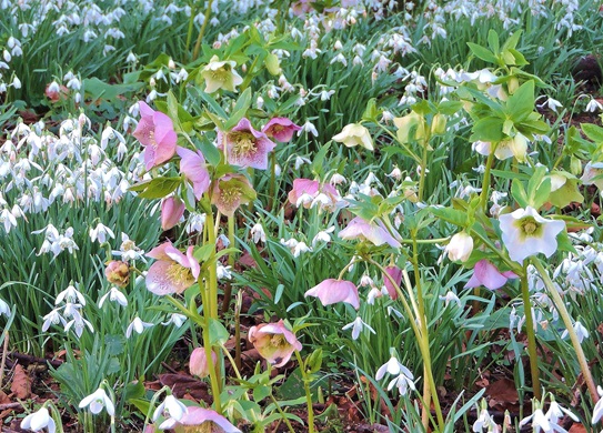 cerney-snowdrops-2025