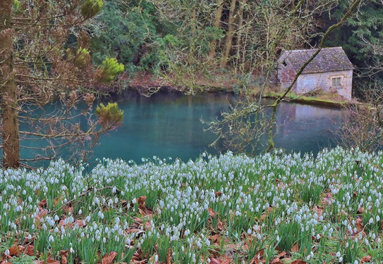 colesbourne-park-snowdrops-2025