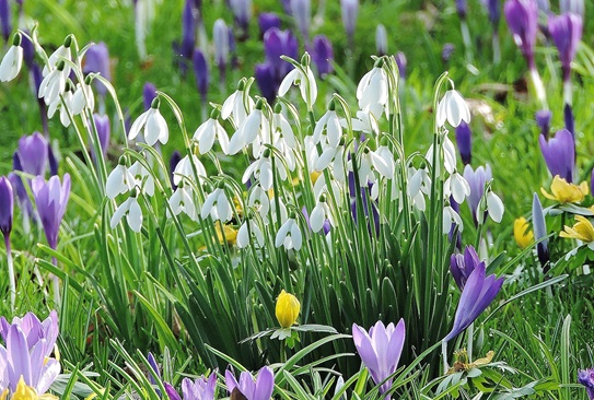 lacock-snowdrops-2025