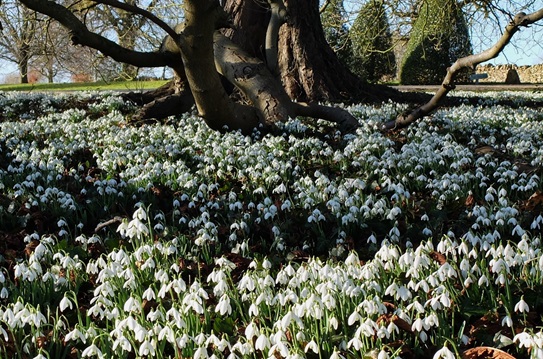 upton-wold-snowdrops-2025