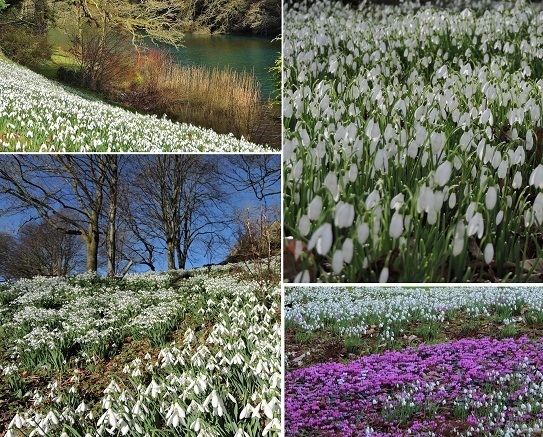 snowdrops-near-me