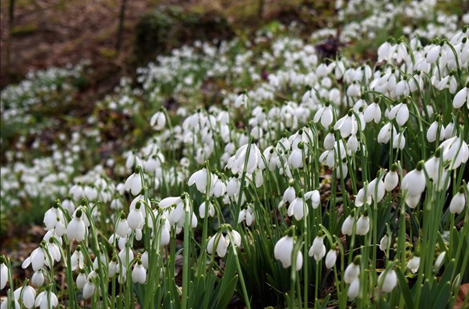 Minterne Snowdrops minterne-snowdrops