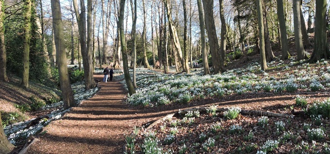painswick-snowdrops-displays-gloucestershire