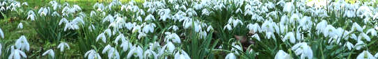 snowdrops-banner