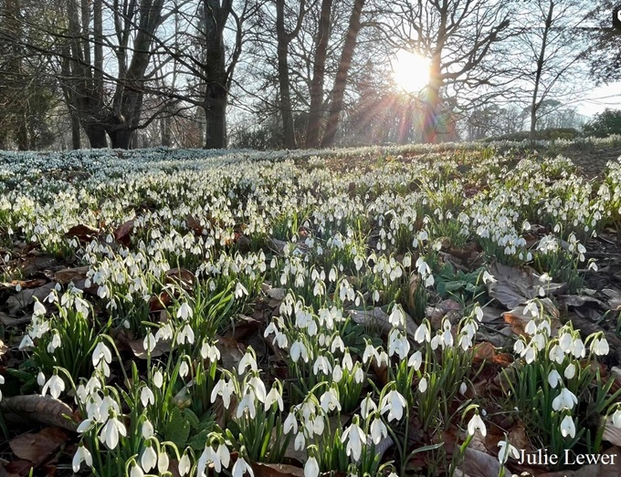 Snowdrops near me