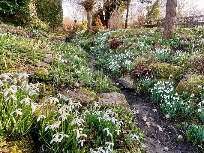 Snowdropsin Somerset - East Lambrooke snowdrops-somerset-east-lambrooke