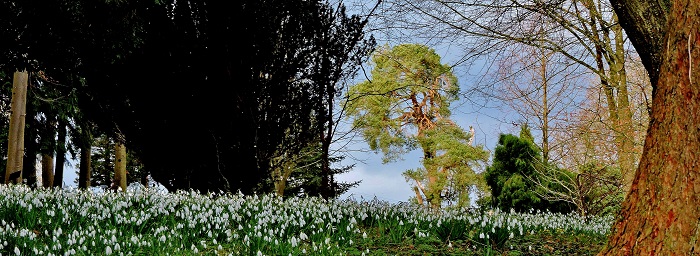 Snowdrops Carpet the Early Spring Garden — Enchanted Gardens