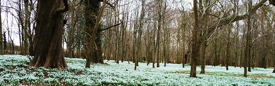 Welford Snowdrops