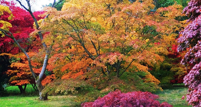 Westonbirt Arboretum