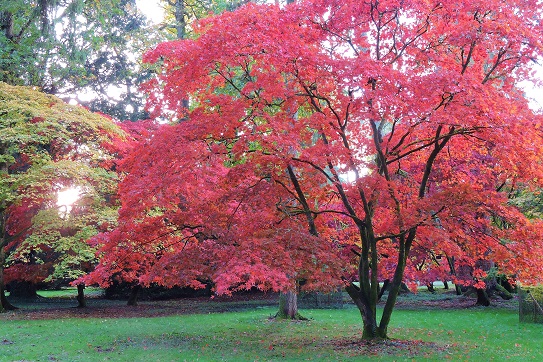 westonbirt-arboretum-oct-2023-1