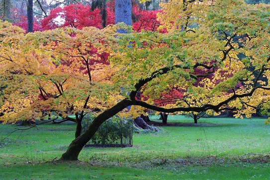 westonbirt-arboretum-oct-2023-7