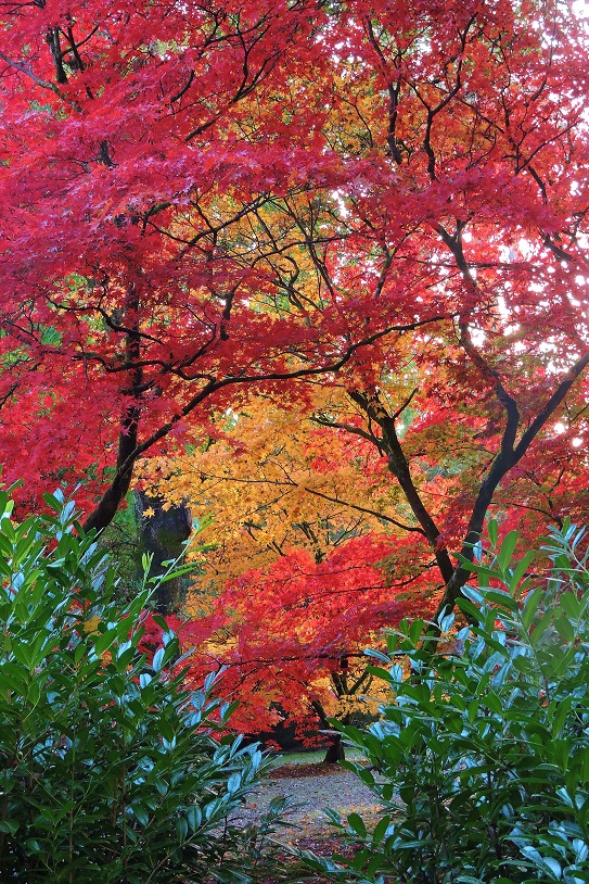 westonbirt-arboretum-october-2023-3