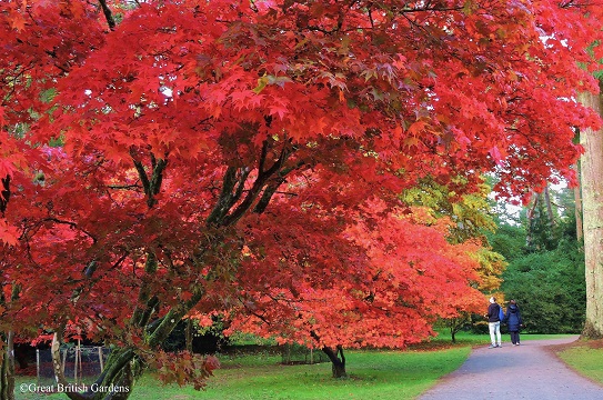 westonbirt-arboretum-october-2023-5