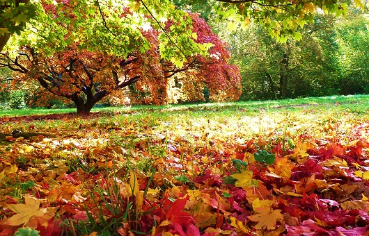 Where to see Autumn Colours