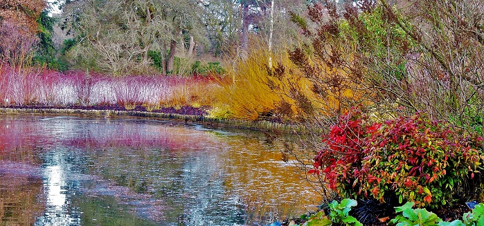 wisley-winter